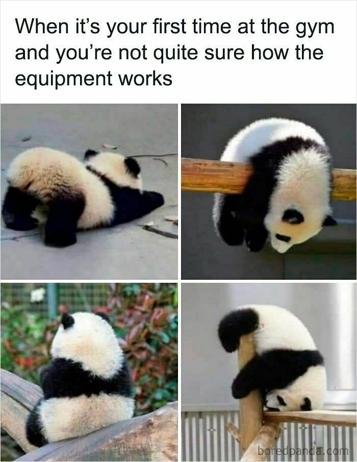 Four funny and relatable animal memes featuring pandas struggling to use gym equipment, capturing playful moments.