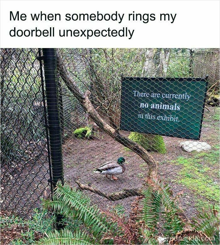 Funny and relatable animal meme showing a duck next to a sign saying no animals in this exhibit.