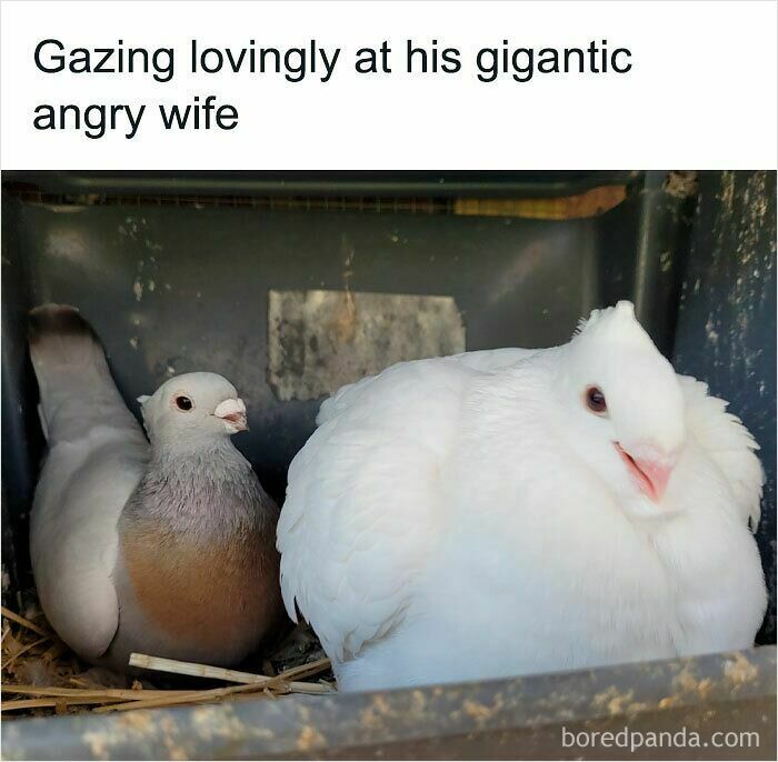 Two pigeons in a nest with one smaller pigeon gazing at a larger angry-looking bird funny and relatable animal memes.