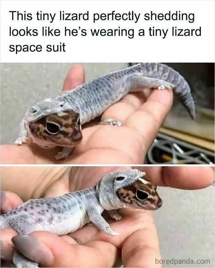 Lizard shedding skin that looks like a tiny lizard space suit in funny and relatable animal memes.