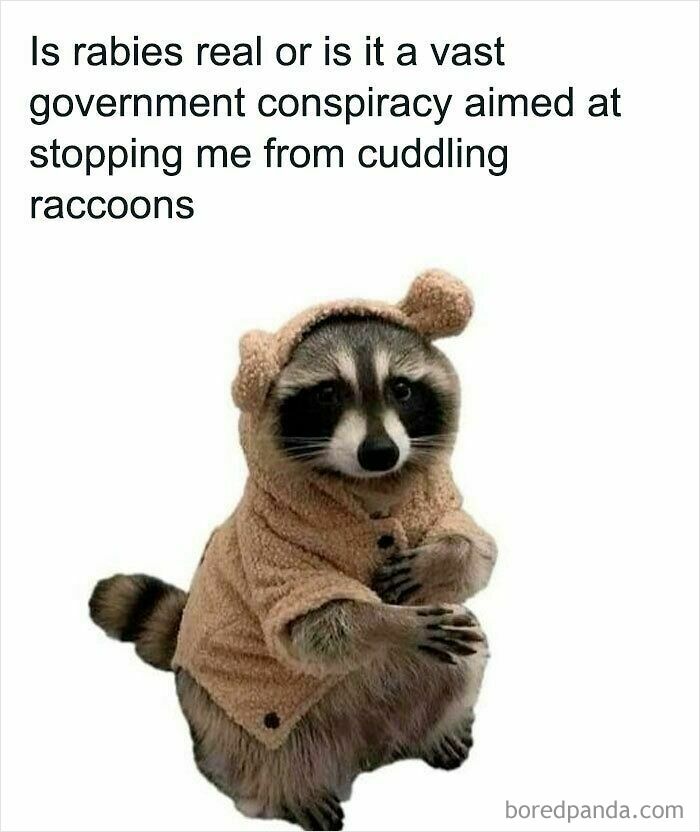 Cute raccoon in a fuzzy coat with a funny relatable animal meme about cuddling and government conspiracy.