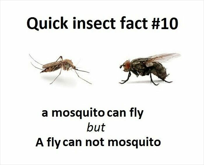 Funny and relatable animal memes featuring a mosquito and fly with a humorous insect fact about flying abilities.