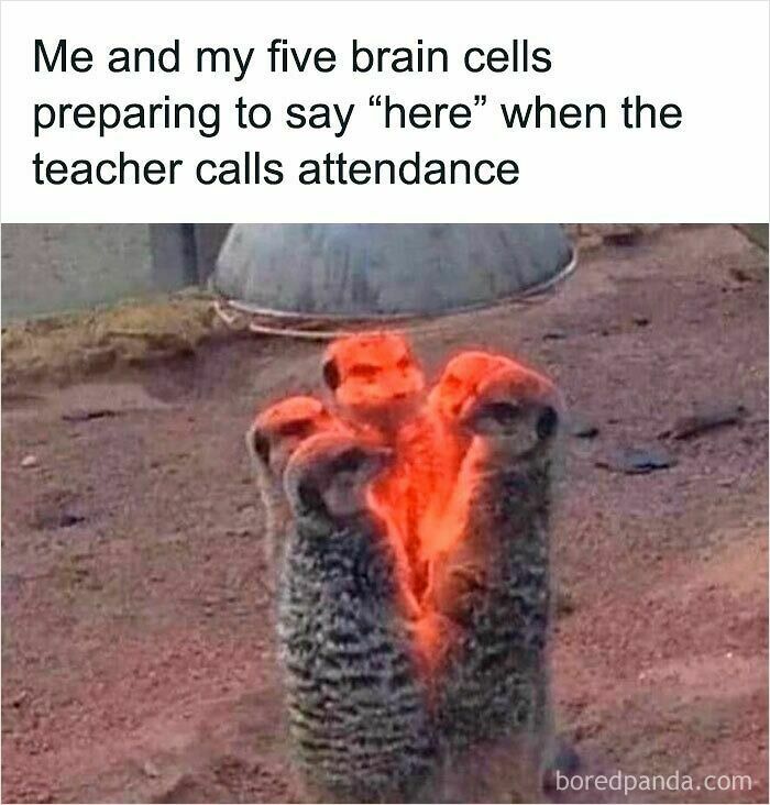 Group of meerkats closely huddled together, illustrating a funny and relatable animal meme to improve your mood.