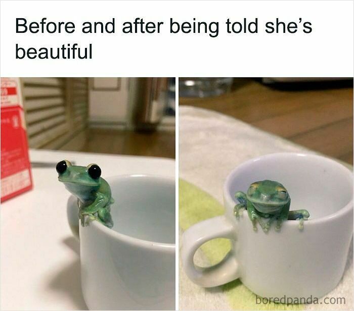 Cute green frog in a white cup before and after being told she’s beautiful, funny and relatable animal meme.