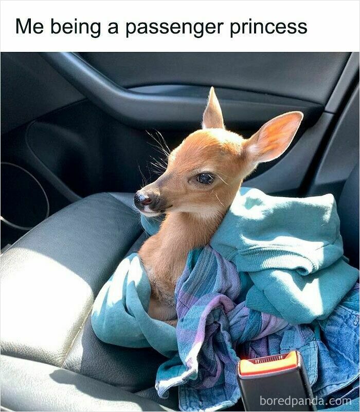Cute baby deer wrapped in clothes sitting in a car seat as a passenger, one of the funny and relatable animal memes.