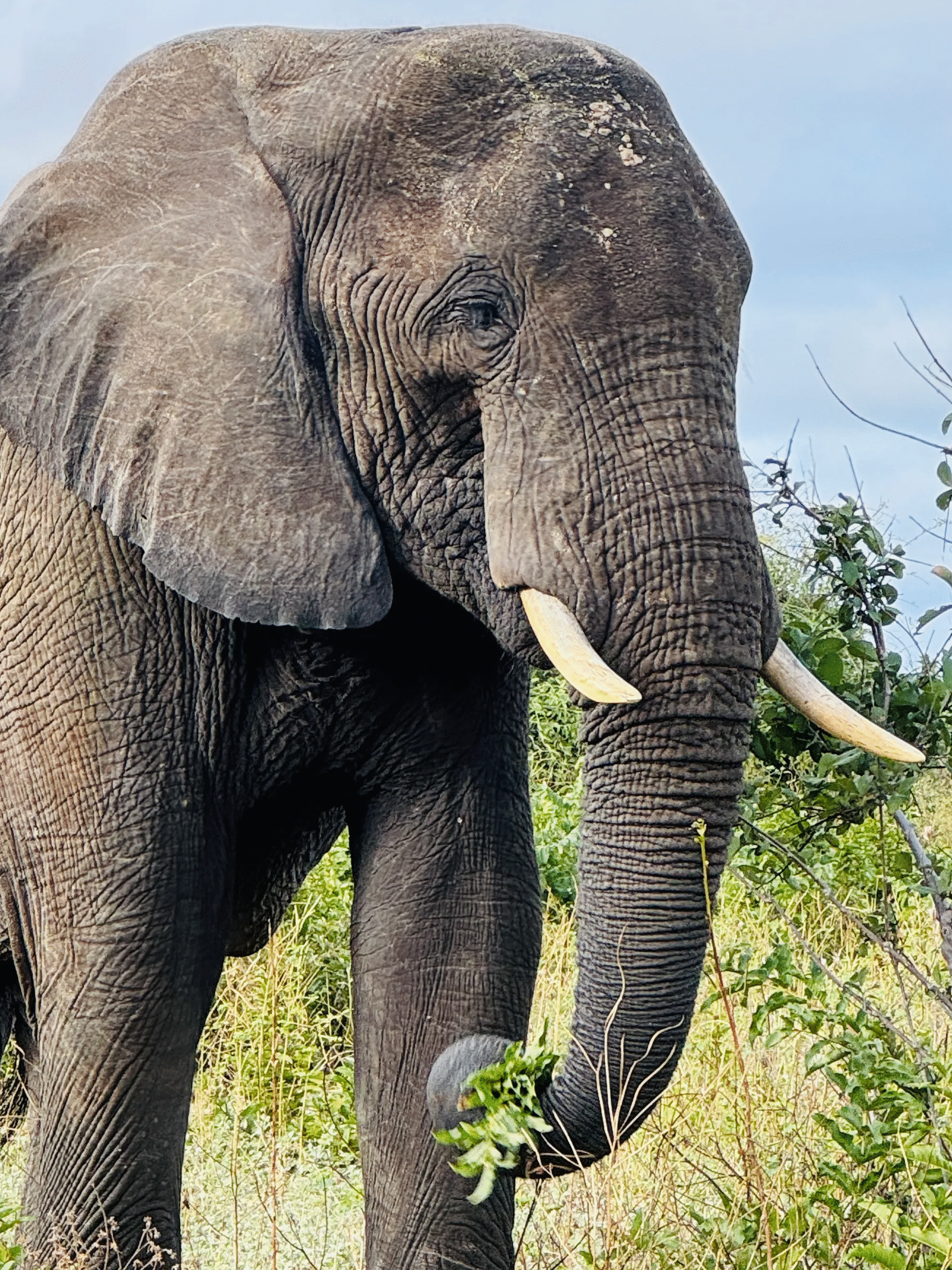 Elephant with tusks eating green leaves in natural habitat, showcasing powerful animal photos admired by the crowd