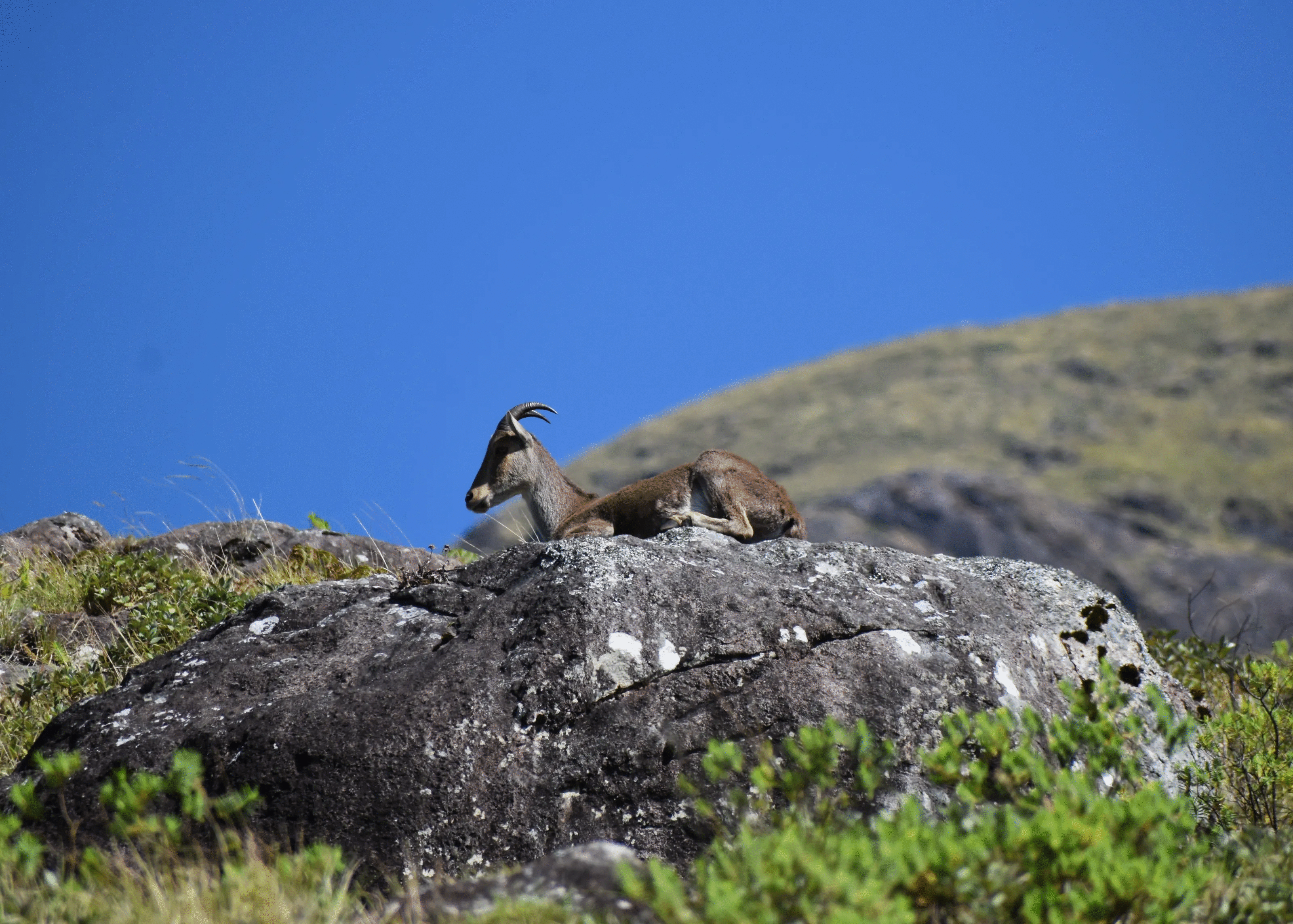 Mountain goat resting on a large rock surrounded by greenery in a powerful animal photo under clear blue sky.