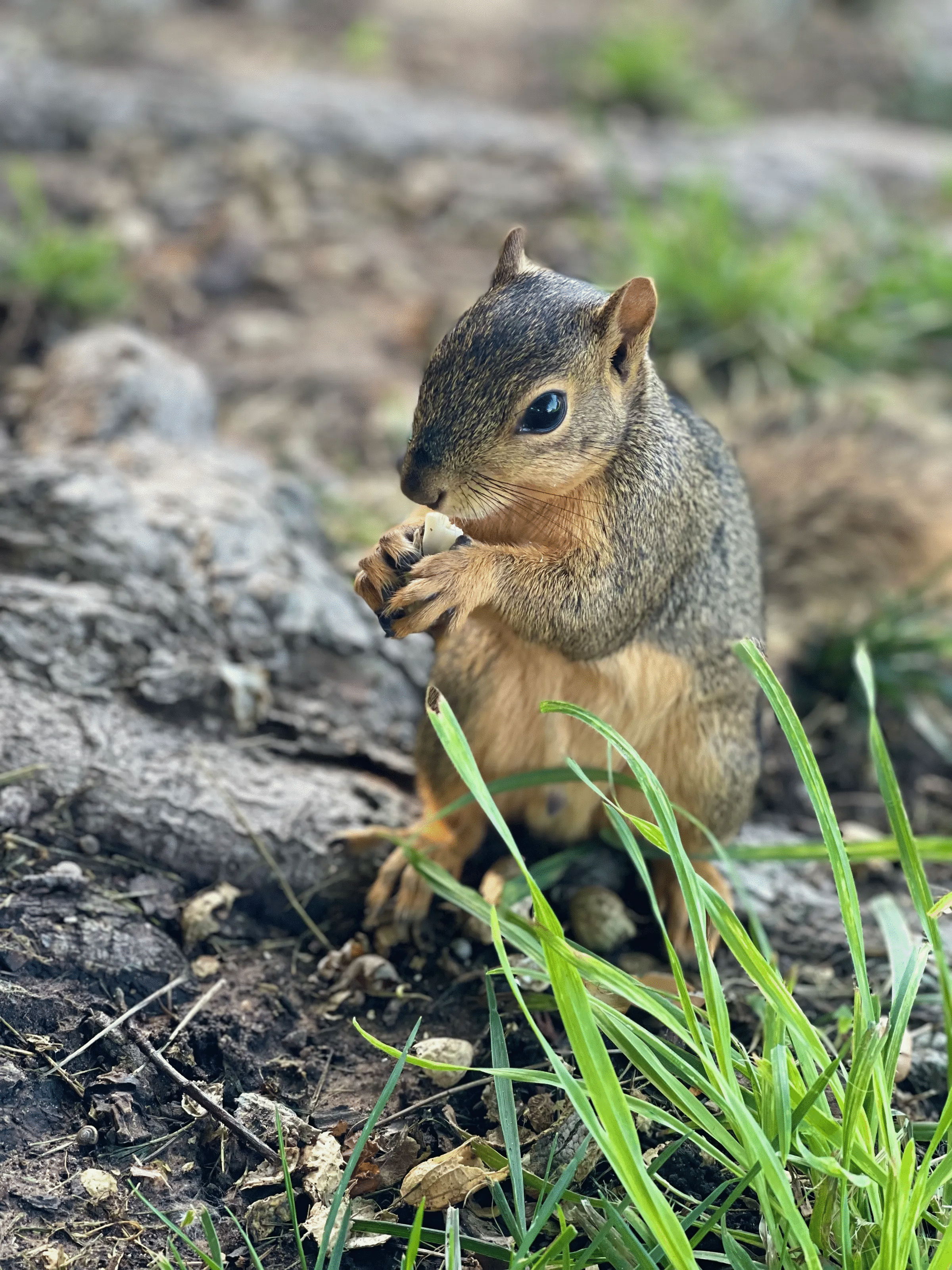 Squirrel holding a nut on forest floor, close-up animal photo showcasing nature’s playful and powerful wildlife moments.