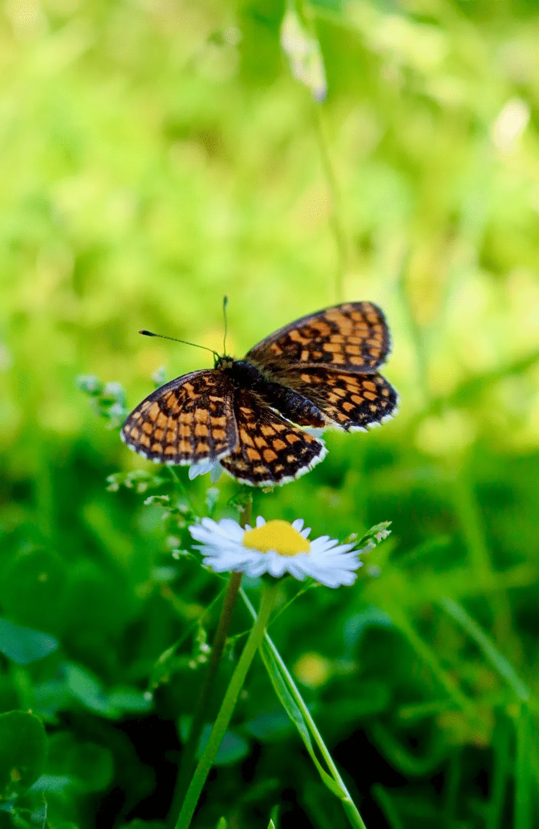 Butterfly with orange and black wings perched on a white daisy flower in green grass animal photos.