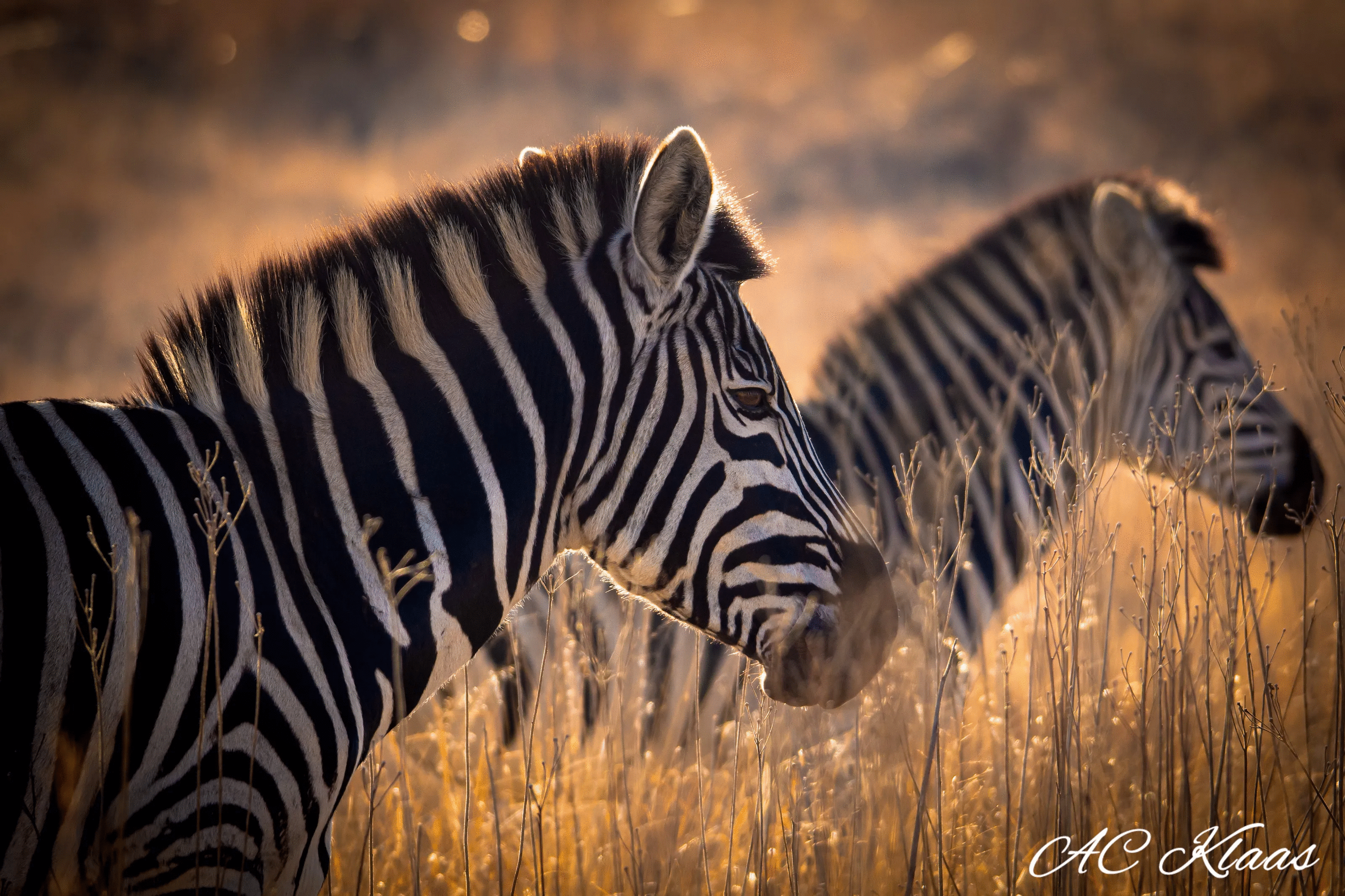 Two zebras in a sunlit field showcasing striking animal photos with natural light and vivid details