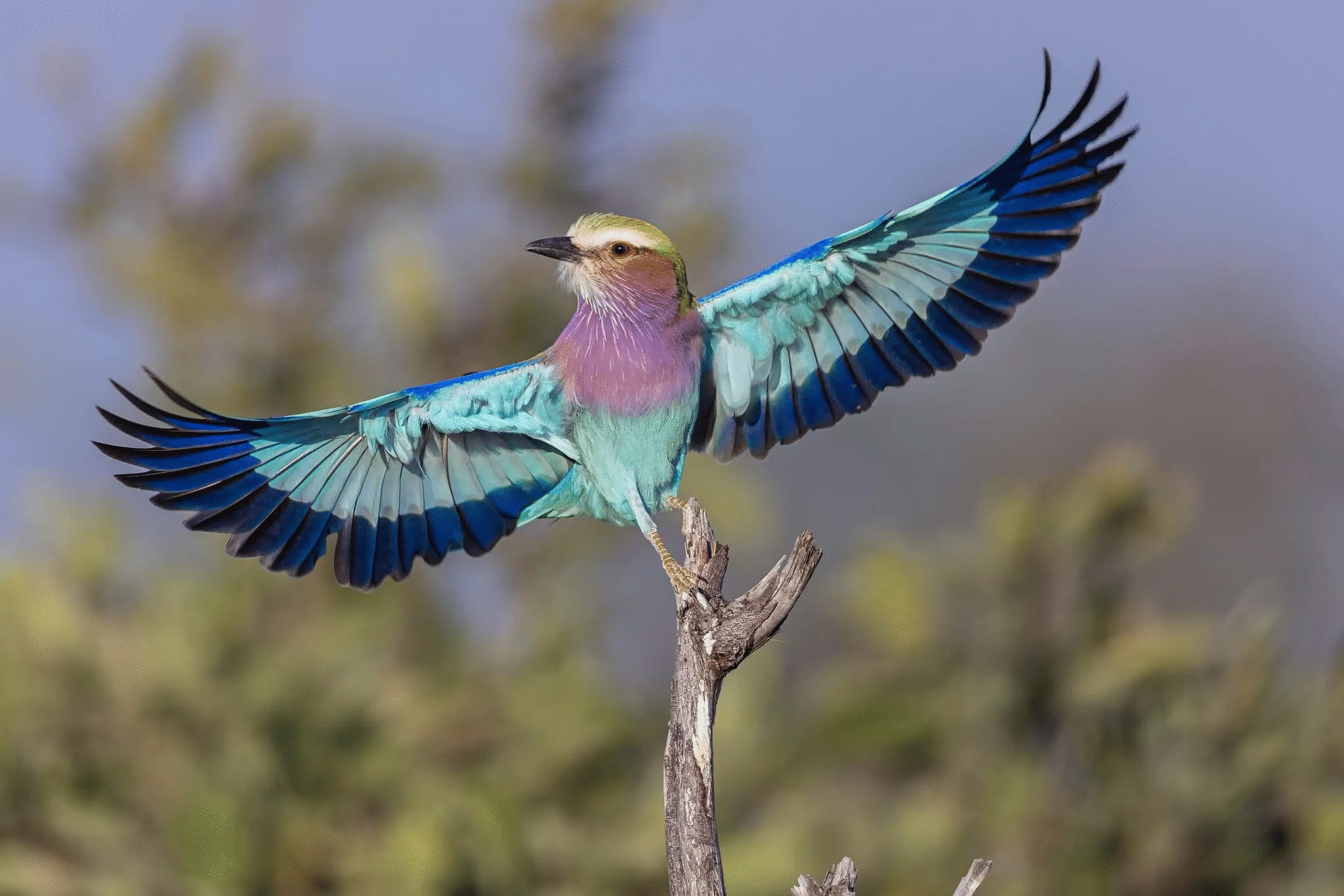 Colorful bird with wings spread perched on a branch, a stunning example of animal photos voted best by the crowd