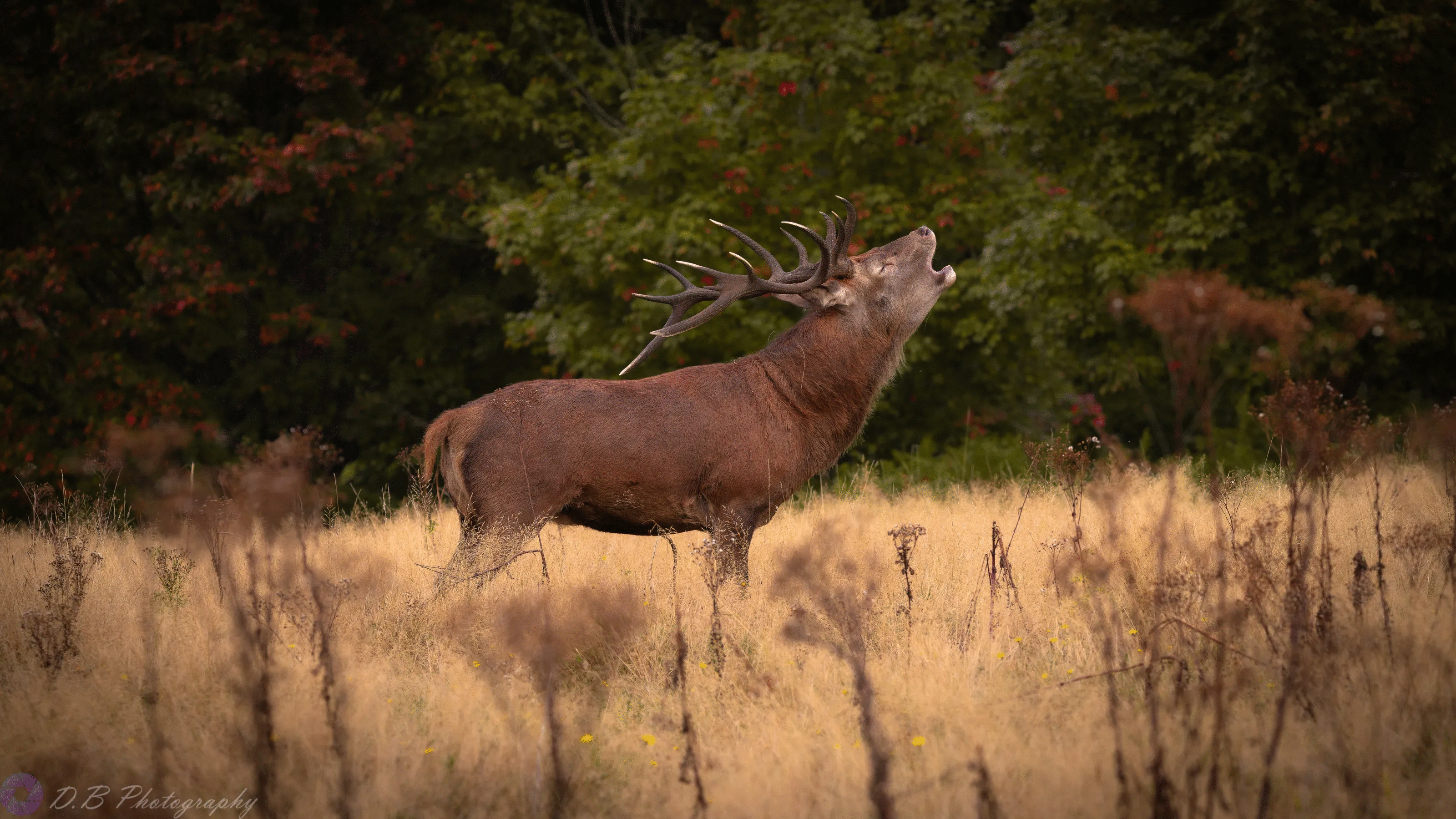 Large powerful deer with antlers standing in a dry field surrounded by green trees in an animal wildlife photo