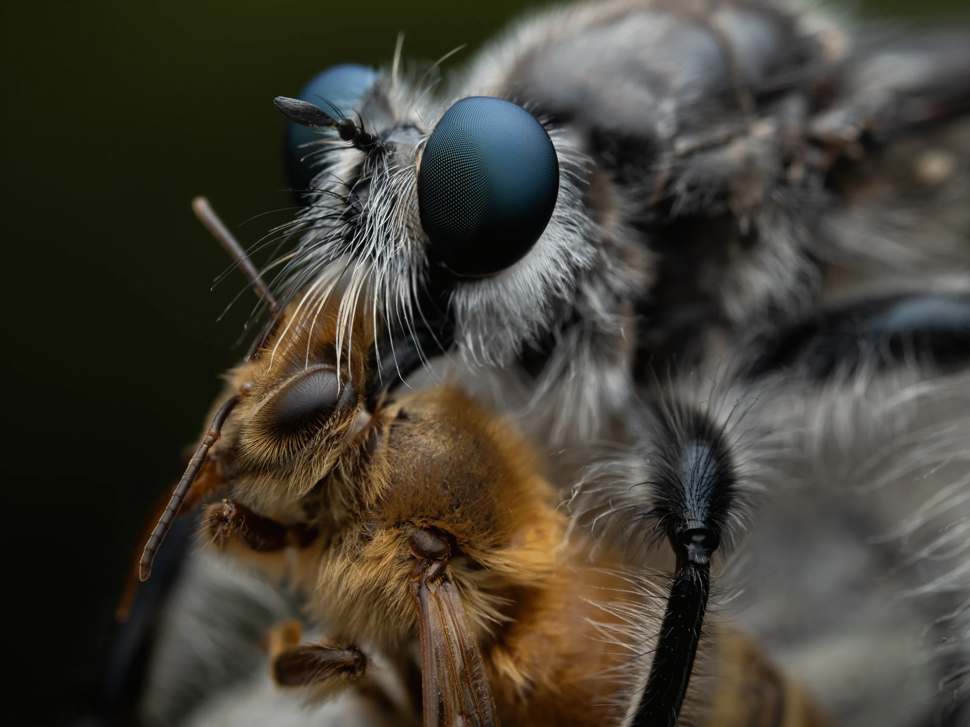 Close-up animal photo showing a predator insect capturing prey with detailed eyes and body hairs.