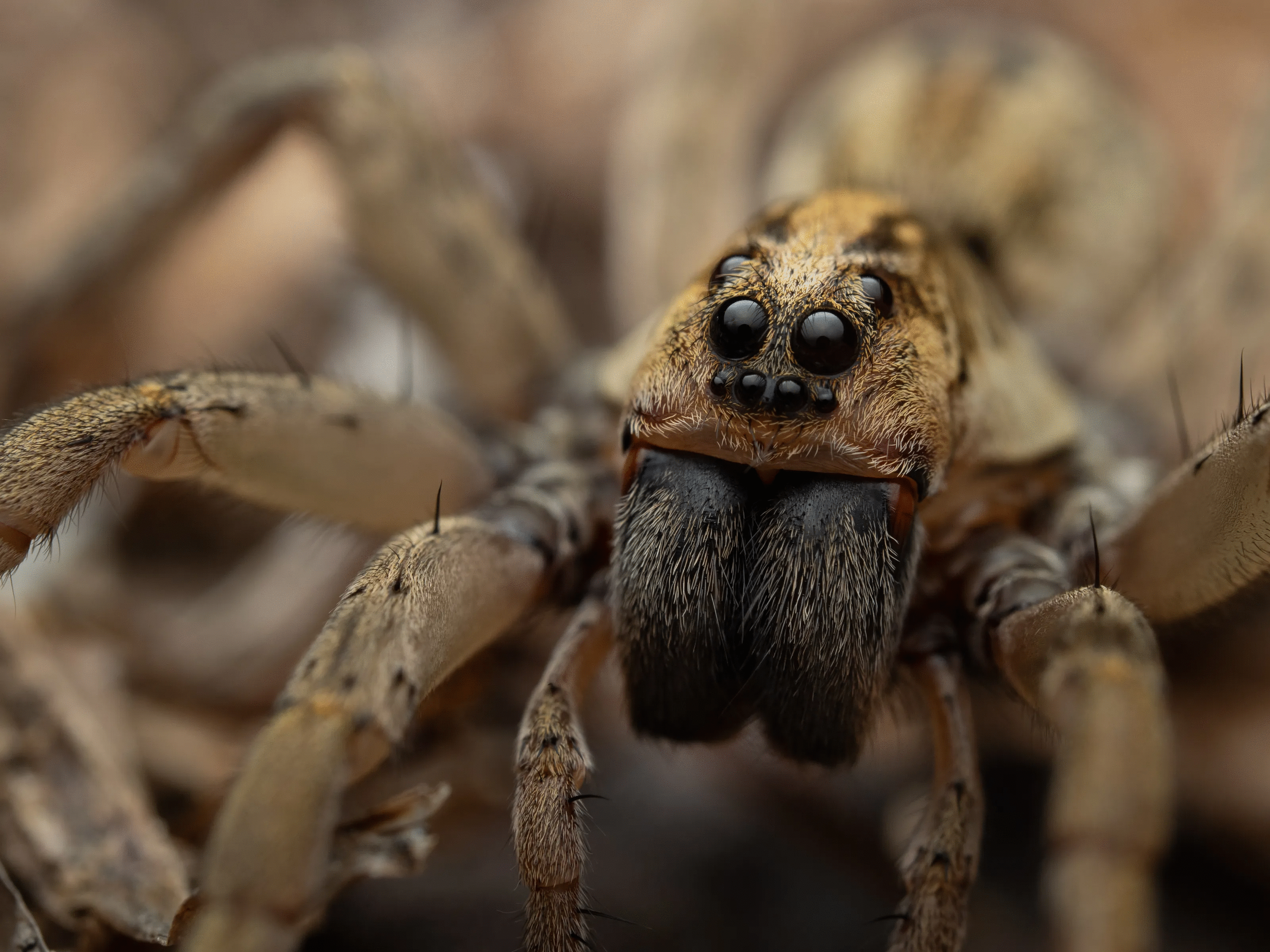 Close-up macro photo of a spider showcasing detailed eyes and hairy legs from the best animal photos collection.