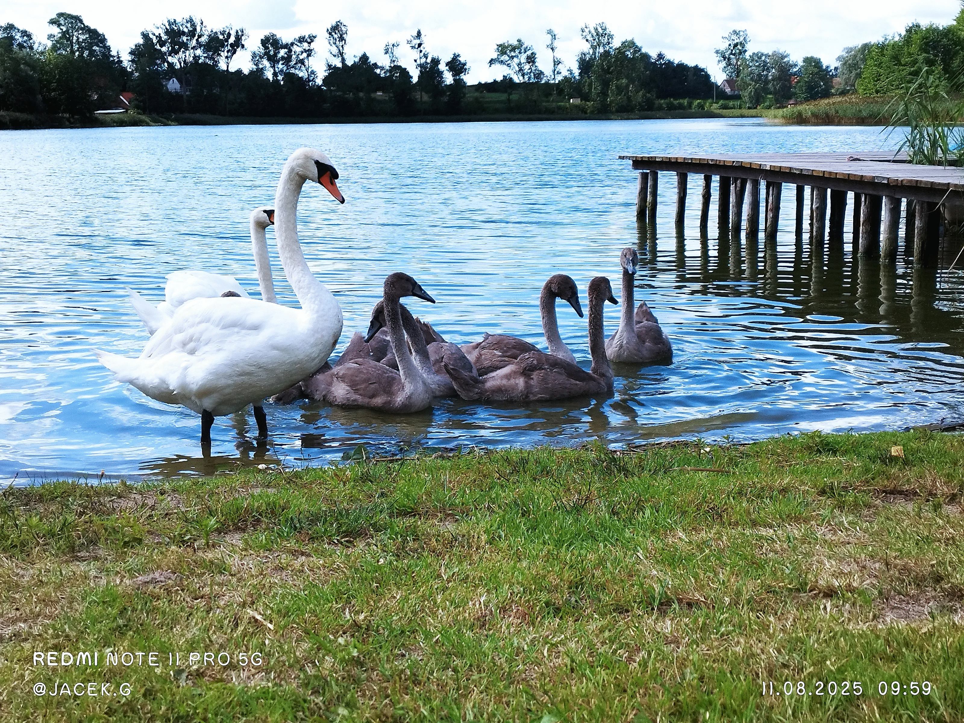 Adult and young swans by a lakeside on a calm day, showcasing beautiful animal photos voted best by the crowd.