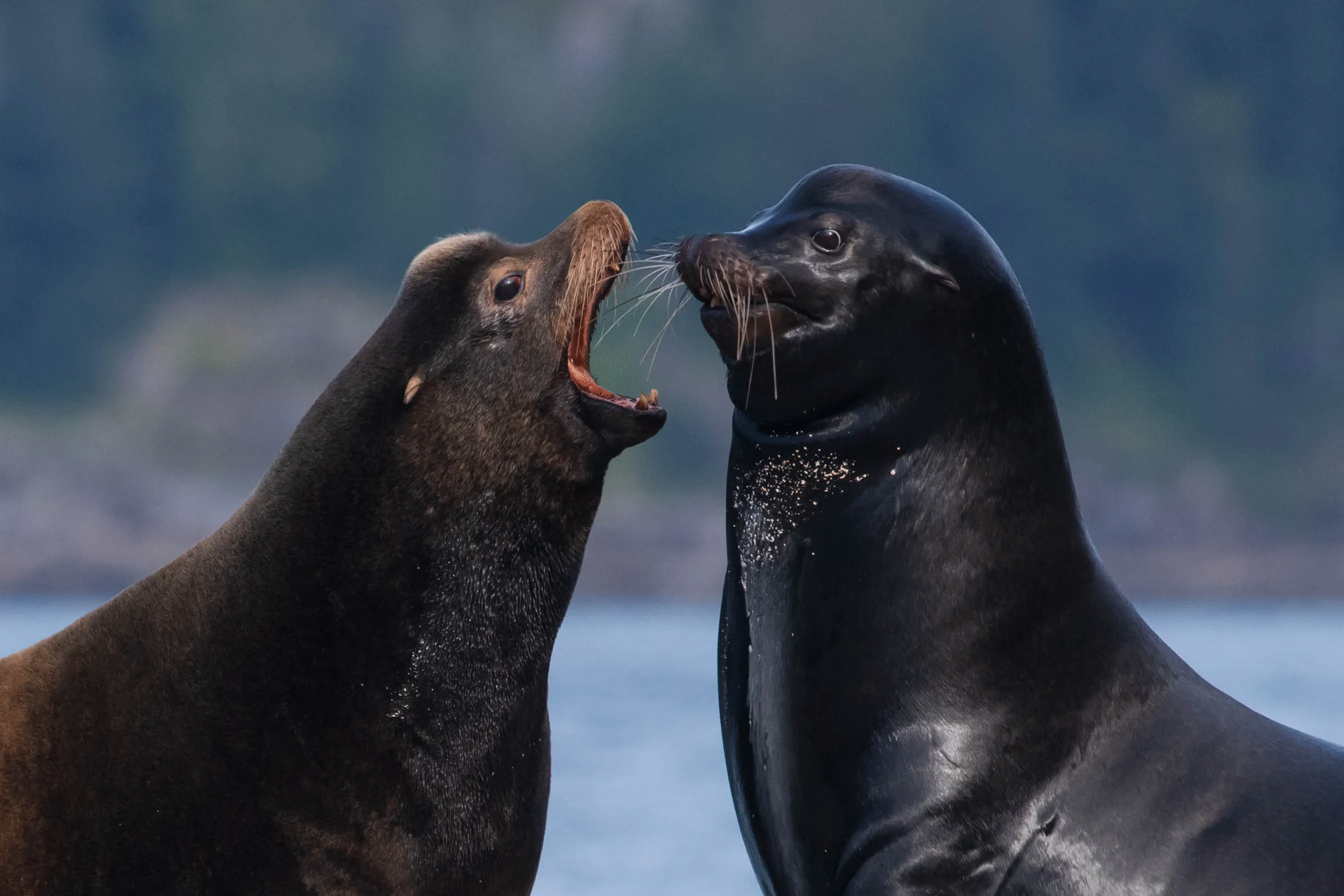 Two sea lions interacting closely by the water, showcasing playful and powerful animal photos in nature.