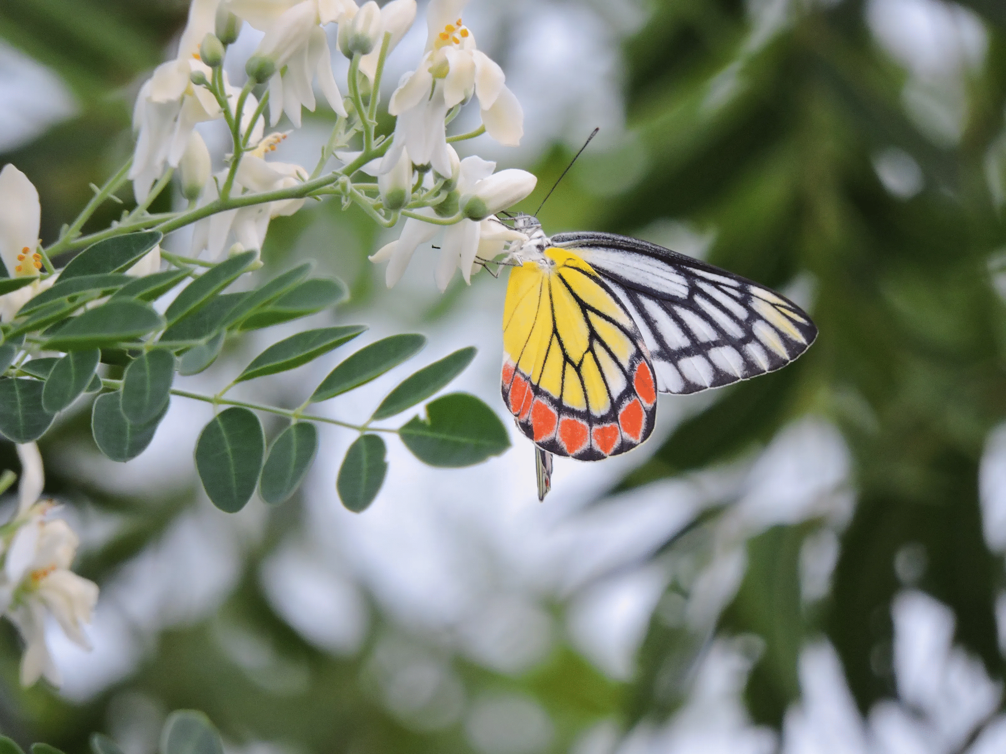 Colorful butterfly feeding on white flowers, showcasing vibrant animal photos with nature and wildlife elements.
