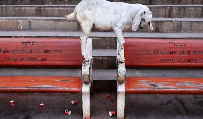 Goat balancing on a bench in an urban setting, a powerful street photo revealing the beauty of everyday life.