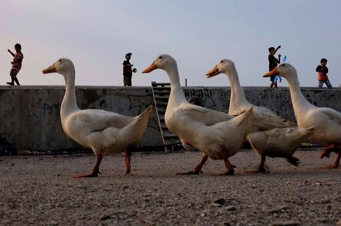 Group of ducks walking on street with children playing in the background in a powerful street photo of everyday life.