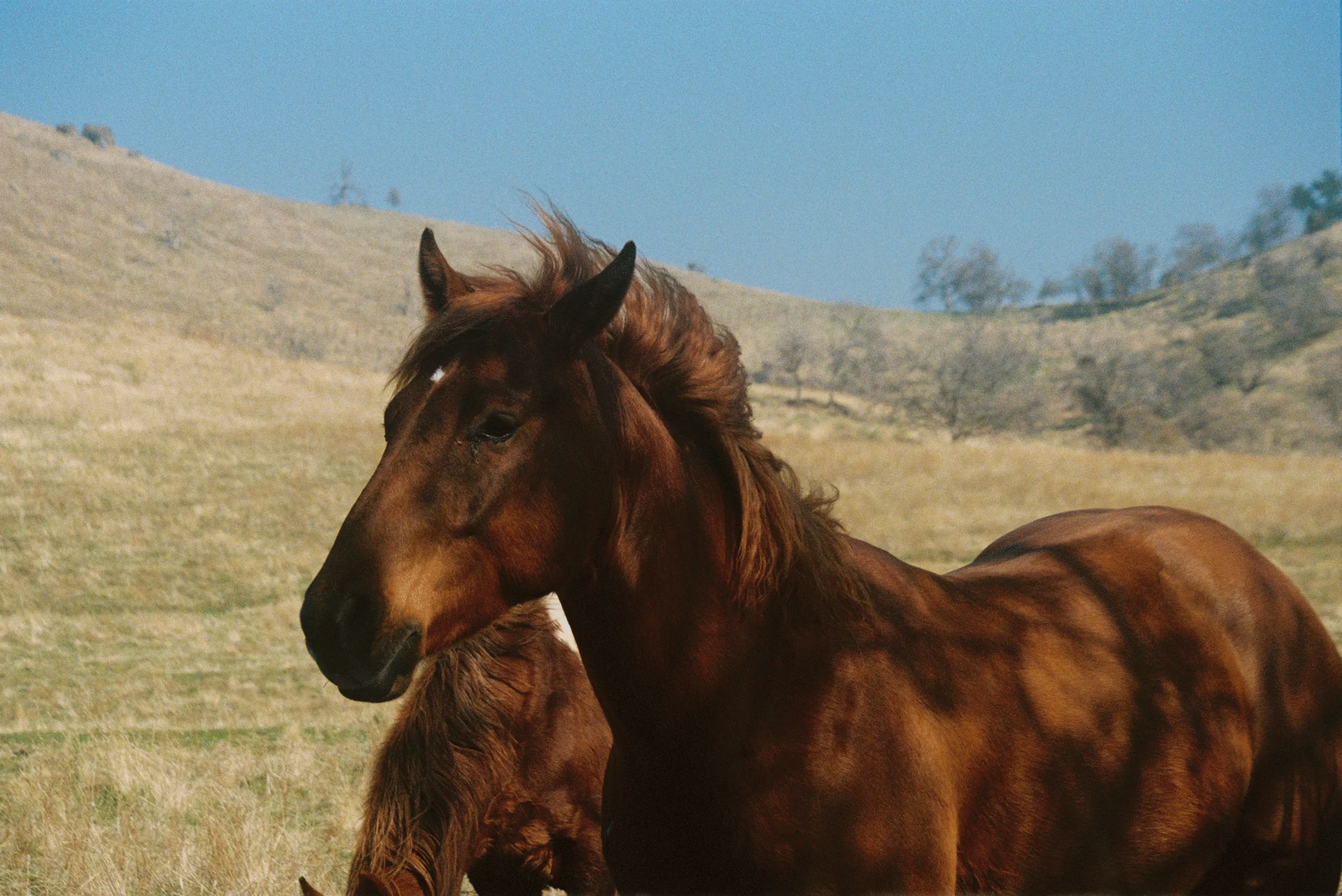 Brown wild horse standing in a sunlit grassy field under a clear blue sky animal photos voted best.
