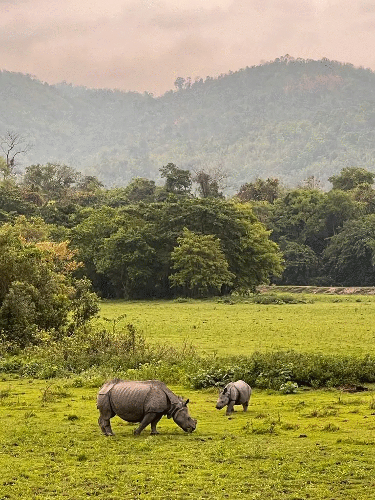 Two rhinos grazing in a lush green field with forest and hills in the background, animal photos voted best by crowd