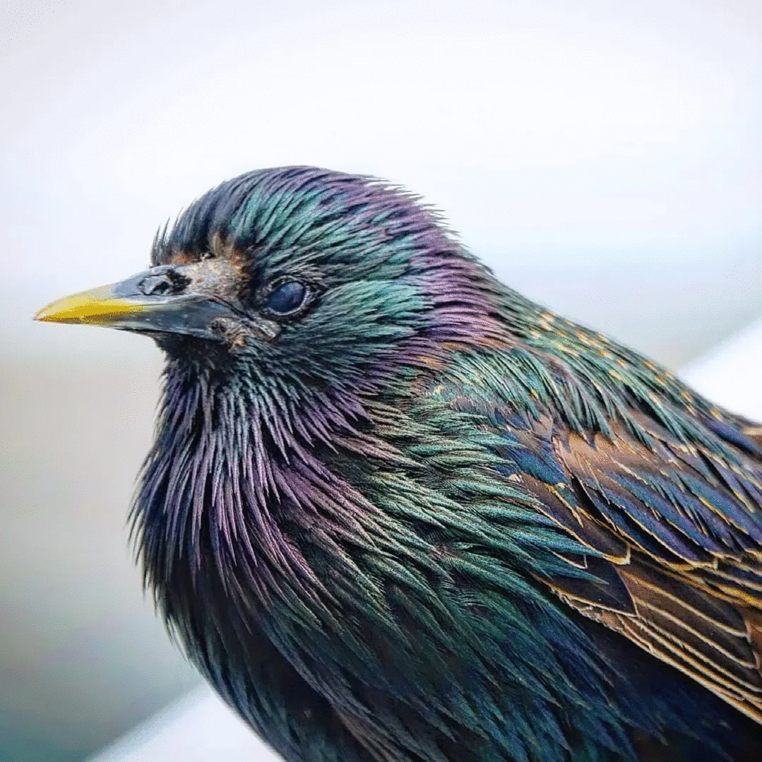 Close-up of a colorful bird showcasing vibrant feathers in a stunning animal photo voted best by the crowd.