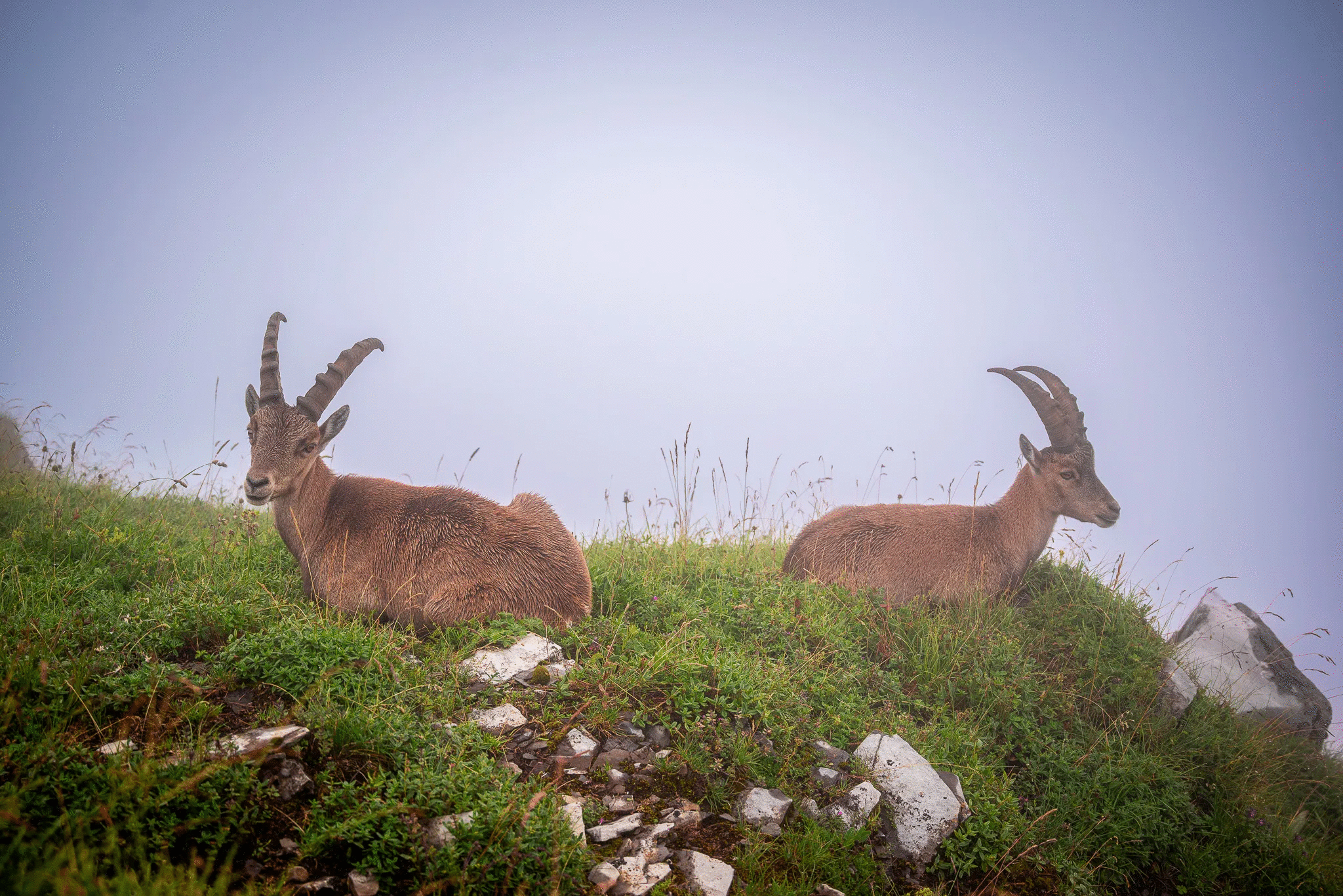 Two mountain goats resting on a grassy slope, showcasing powerful animal photos in their natural habitat.