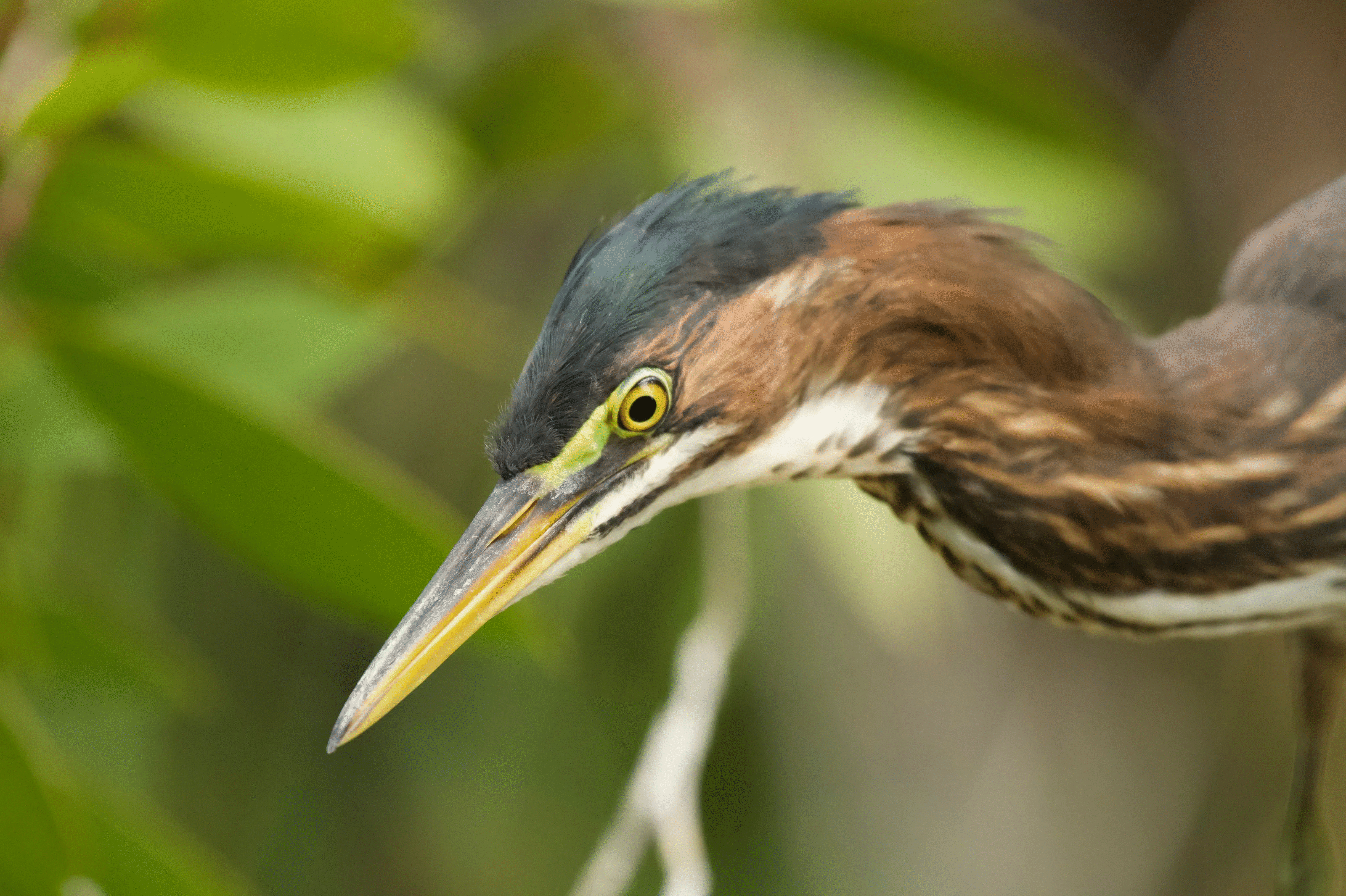 Close-up of a powerful bird with sharp beak and intense eyes in natural habitat from animal photos voted best by the crowd