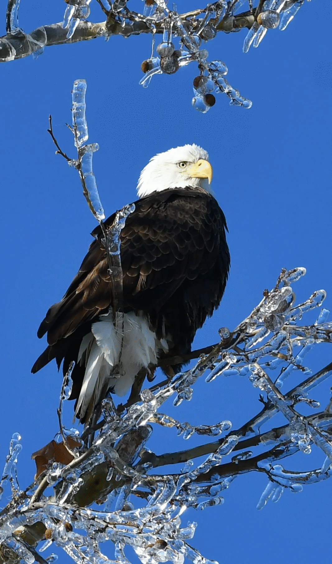 Bald eagle perched on icy branches against blue sky, showcasing powerful animal photo voted best by the crowd.