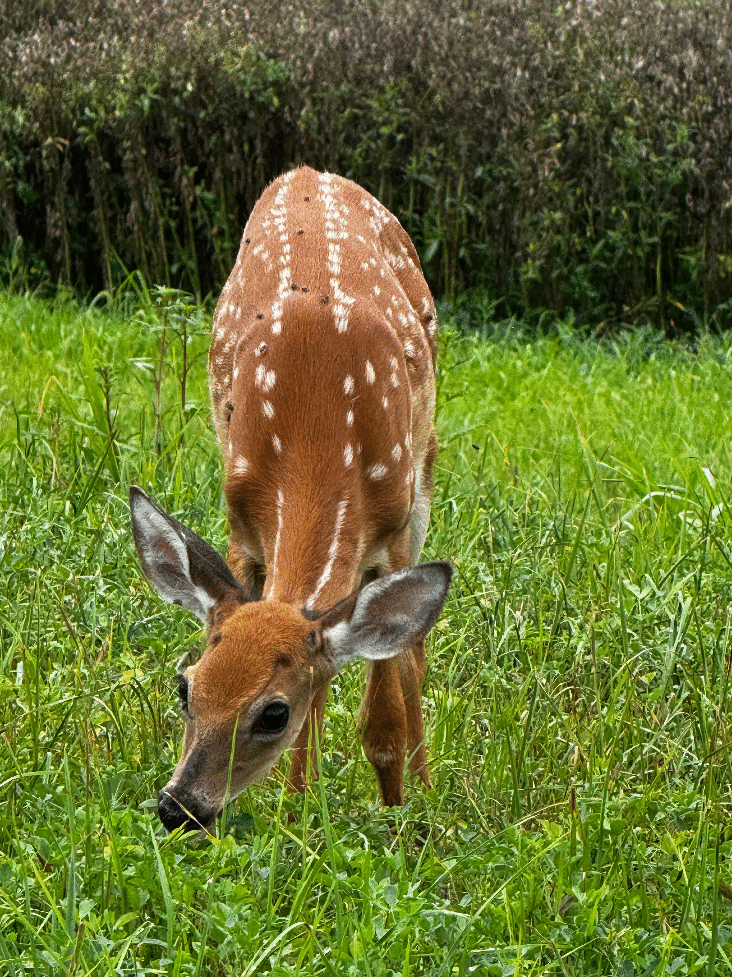 Young spotted deer grazing in green grass, showcasing playful and powerful animal photos voted best by the crowd.