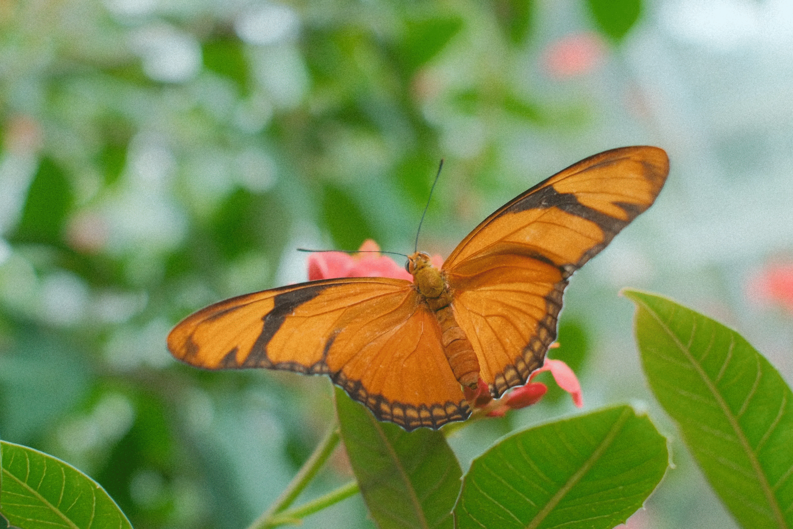 Orange butterfly with black markings resting on green leaves and pink flowers in a nature animal photo.
