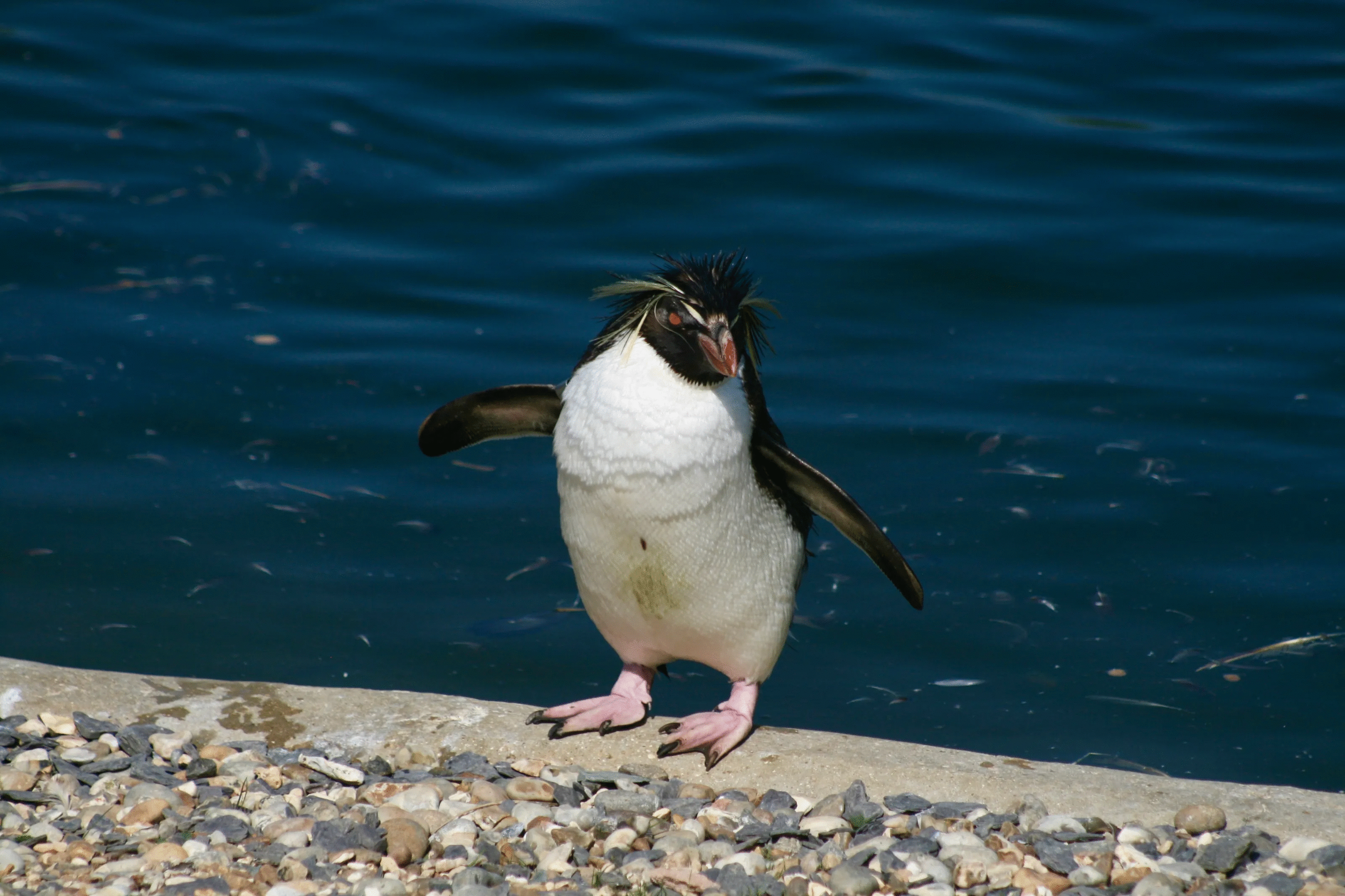 Penguin standing on a rocky shore by deep blue water in a striking animal photo voted best by the crowd.