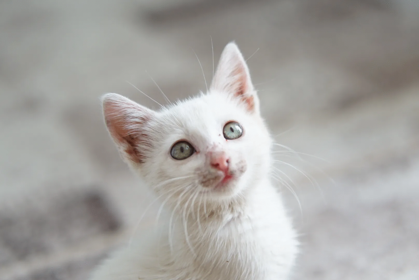 White kitten with green eyes looking up, one of the best animal photos voted by the crowd.
