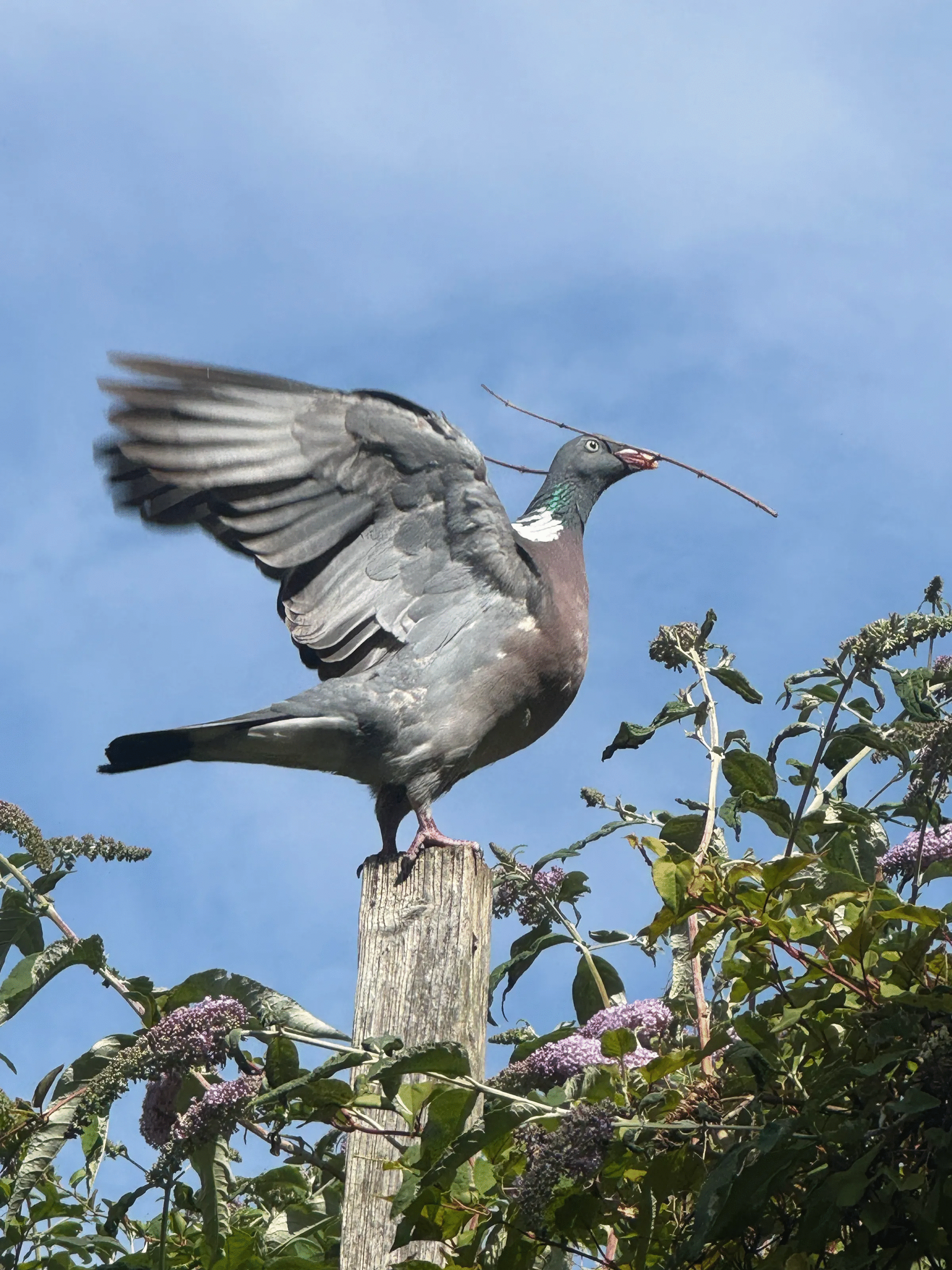 Pigeon with wings spread holding twig in beak, perched on wooden post surrounded by green foliage and flowers in sunlight.