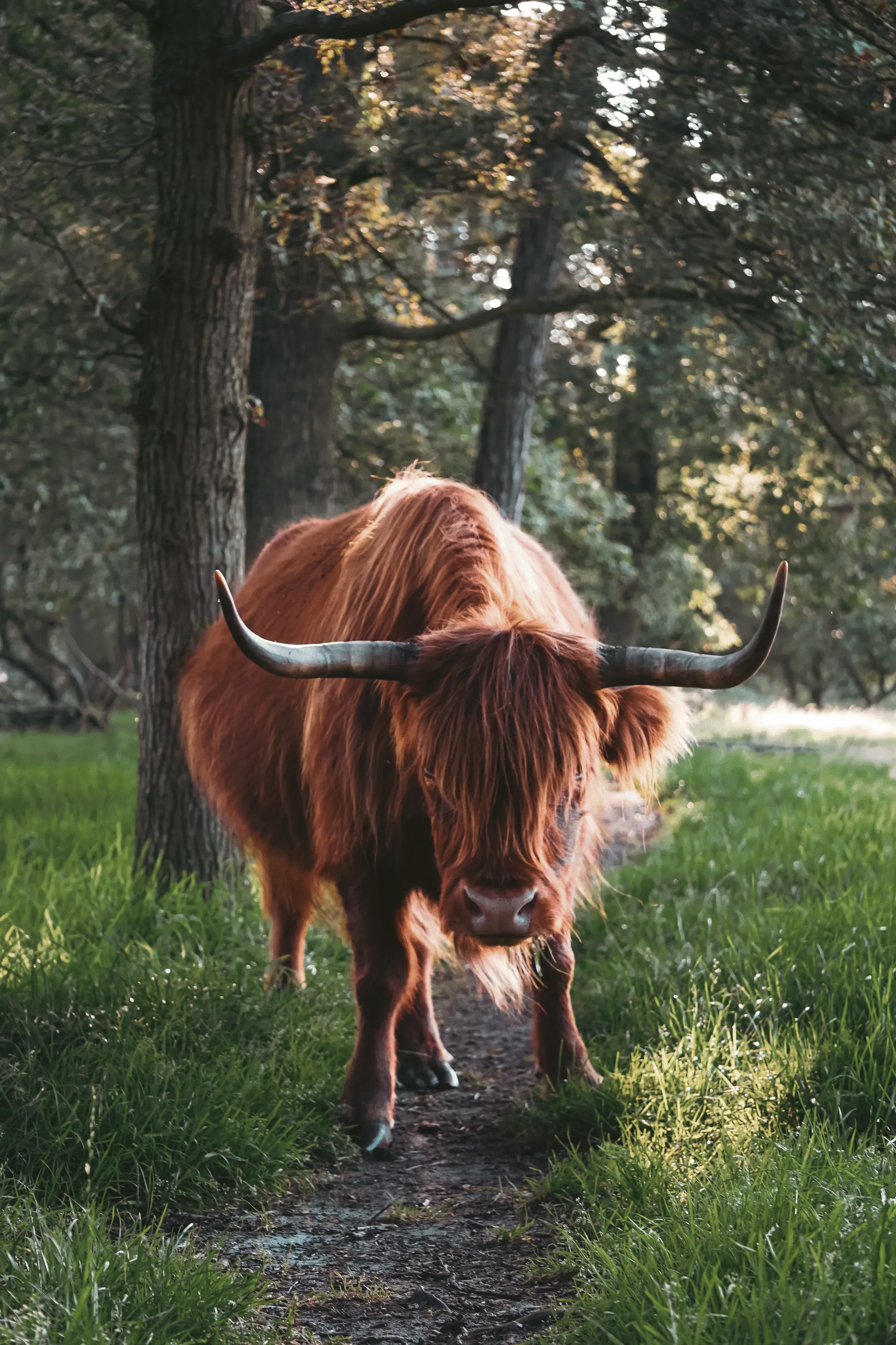 Highland cow with long curved horns walking on a forest path in a powerful animal photo voted best by the crowd.