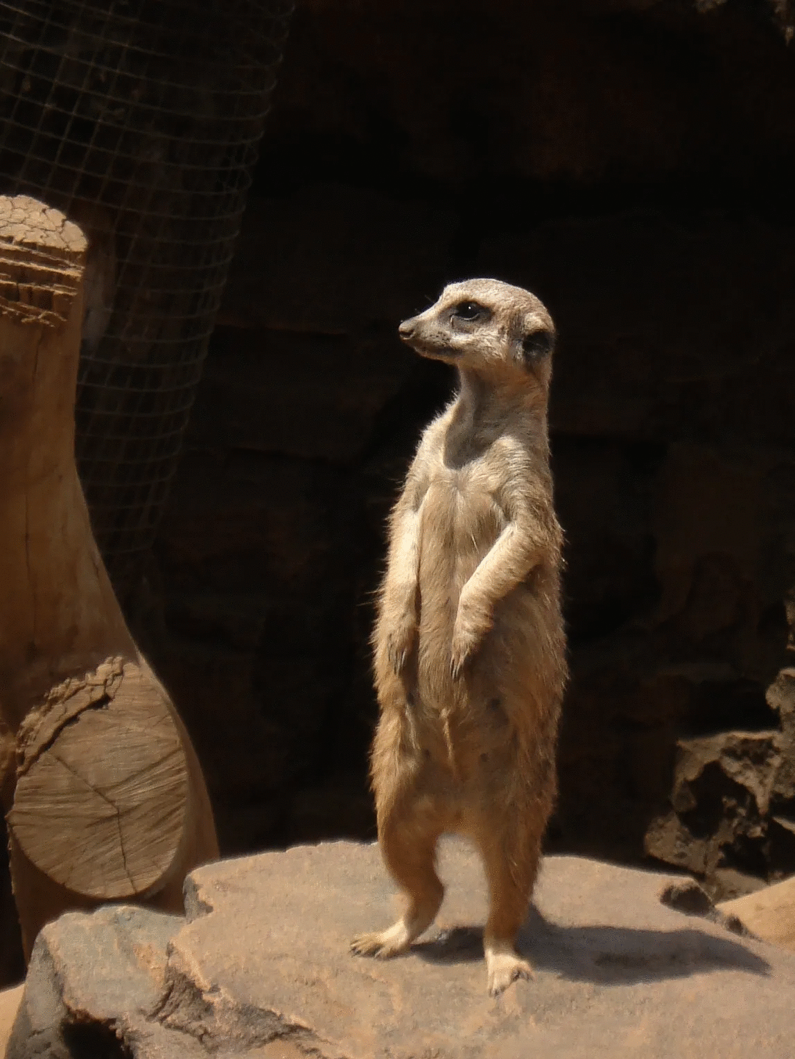 Meerkat standing alert on rock showcasing powerful animal photo in natural lighting and habitat.