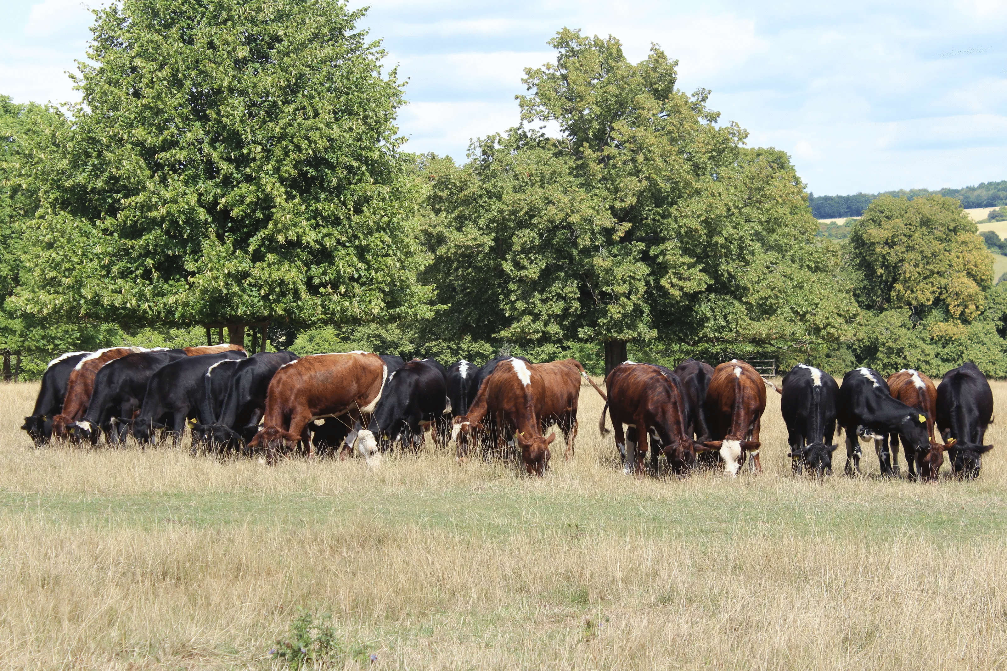 Herd of black and brown cows grazing peacefully in a sunlit field with green trees in the background animal photos