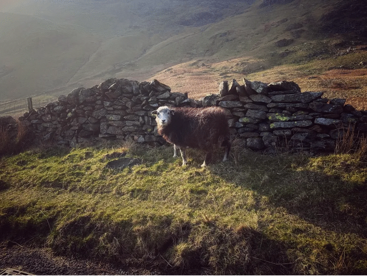 Sheep standing in a sunlit grassy field near a stone wall, one of the best animal photos voted by the crowd