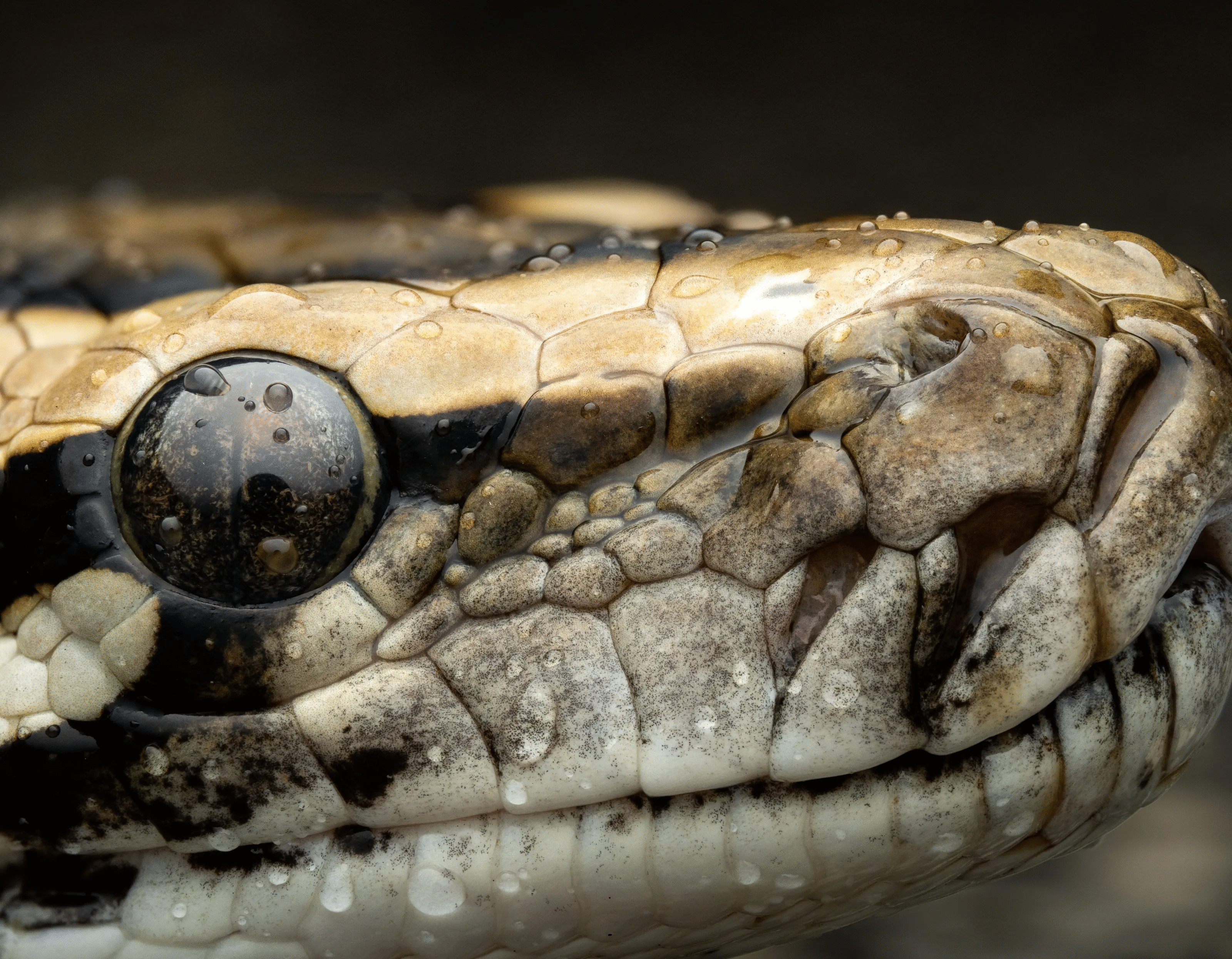 Close-up of a snake’s eye and scales covered in water droplets in best animal photos voted by the crowd.