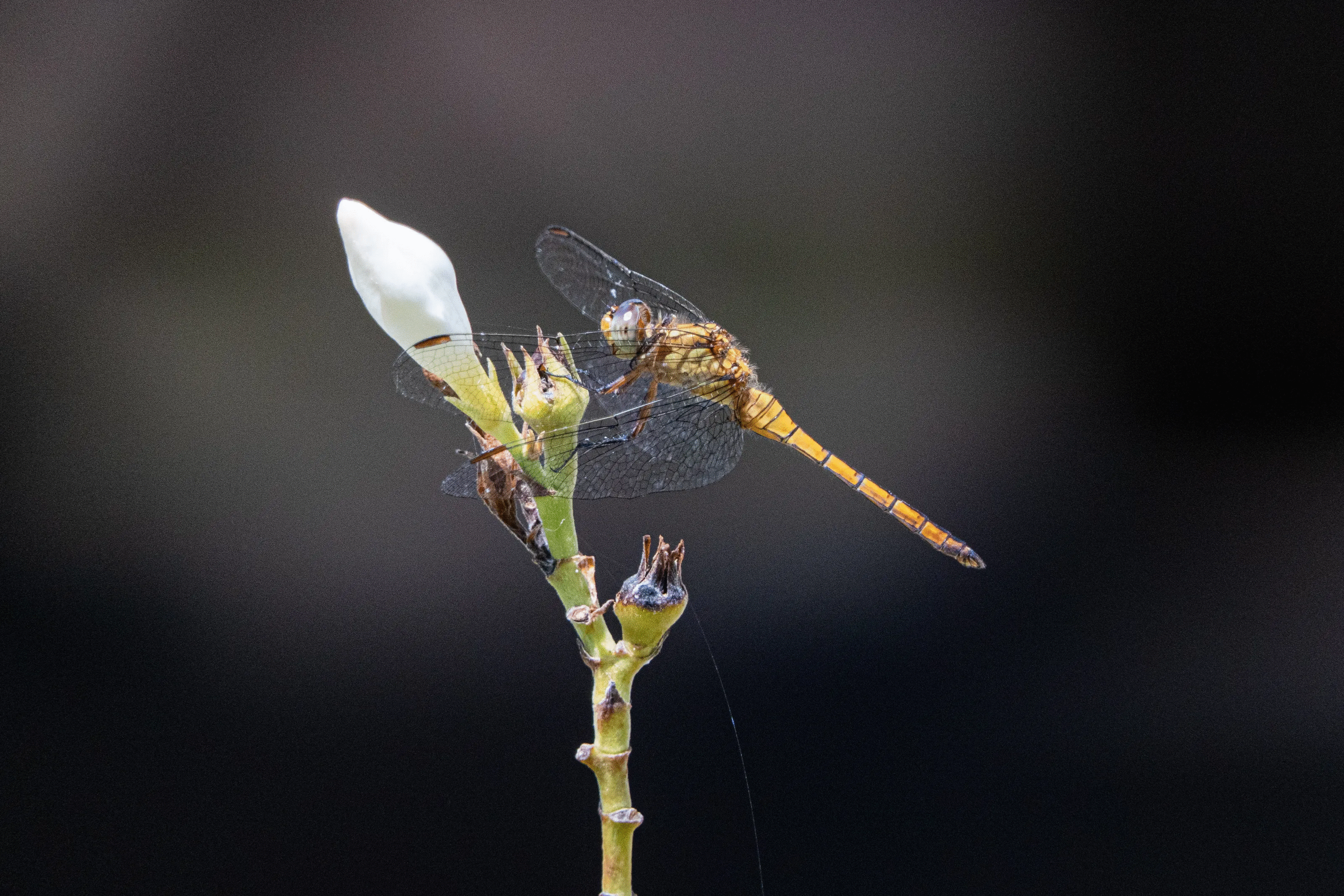 Orange dragonfly perched on a flower bud, showcasing detailed wings in a striking animal photo close-up.