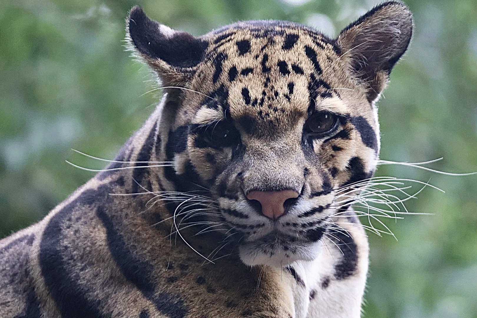 Close-up of a clouded leopard with detailed fur patterns featured in best animal photos voted by the crowd.