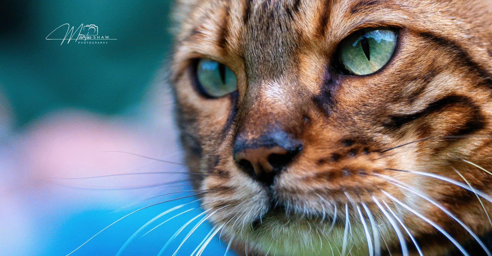 Close-up of a powerful animal with striking green eyes and detailed fur, showcasing animal photos voted best by the crowd.