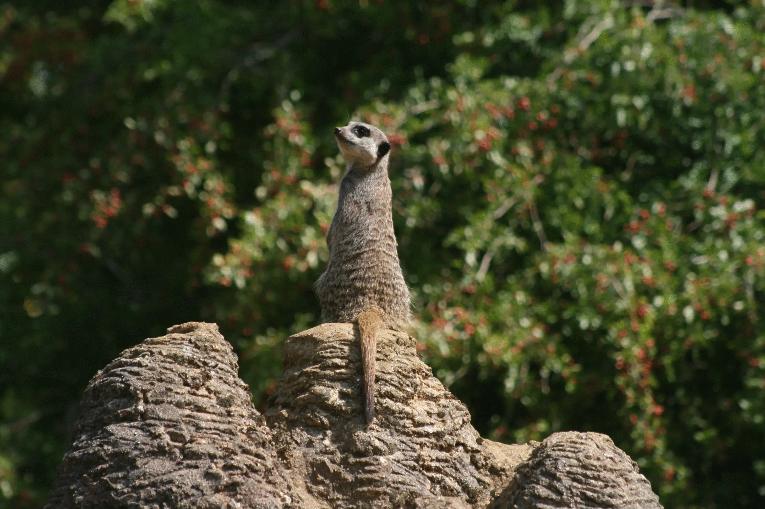 Meerkat standing alert on a rock, a powerful animal photo showcasing wildlife in a natural environment.