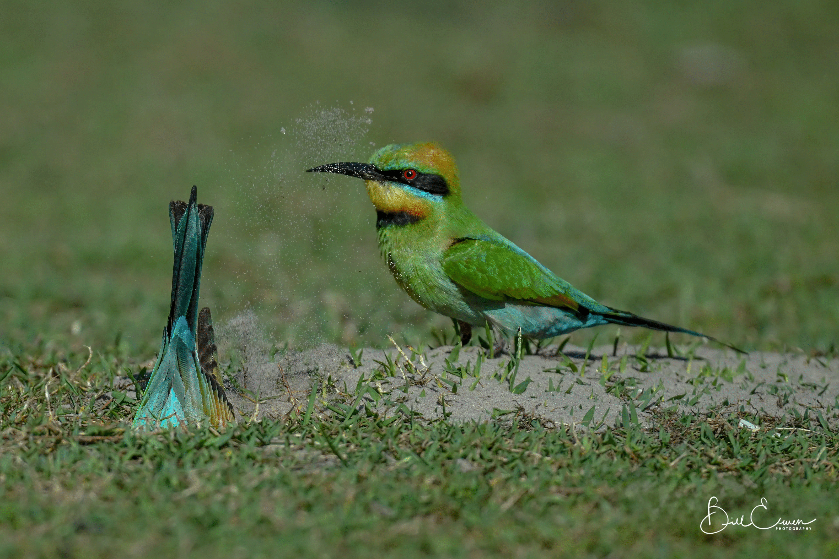 Colorful bird and tail feathers in grass with dust flying, showcasing stunning animal photos capturing playful moments.