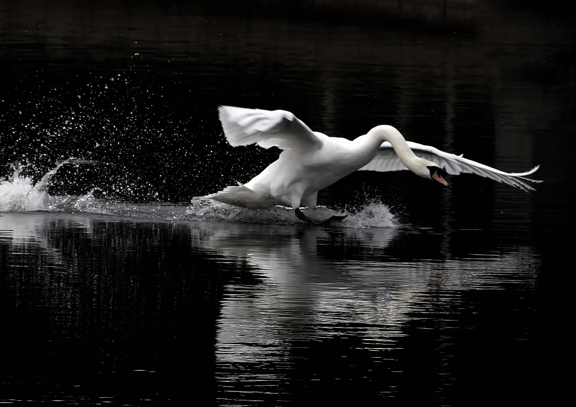Graceful white swan touching down on dark water with splashes creating a powerful moment in animal photos voted best by the crowd