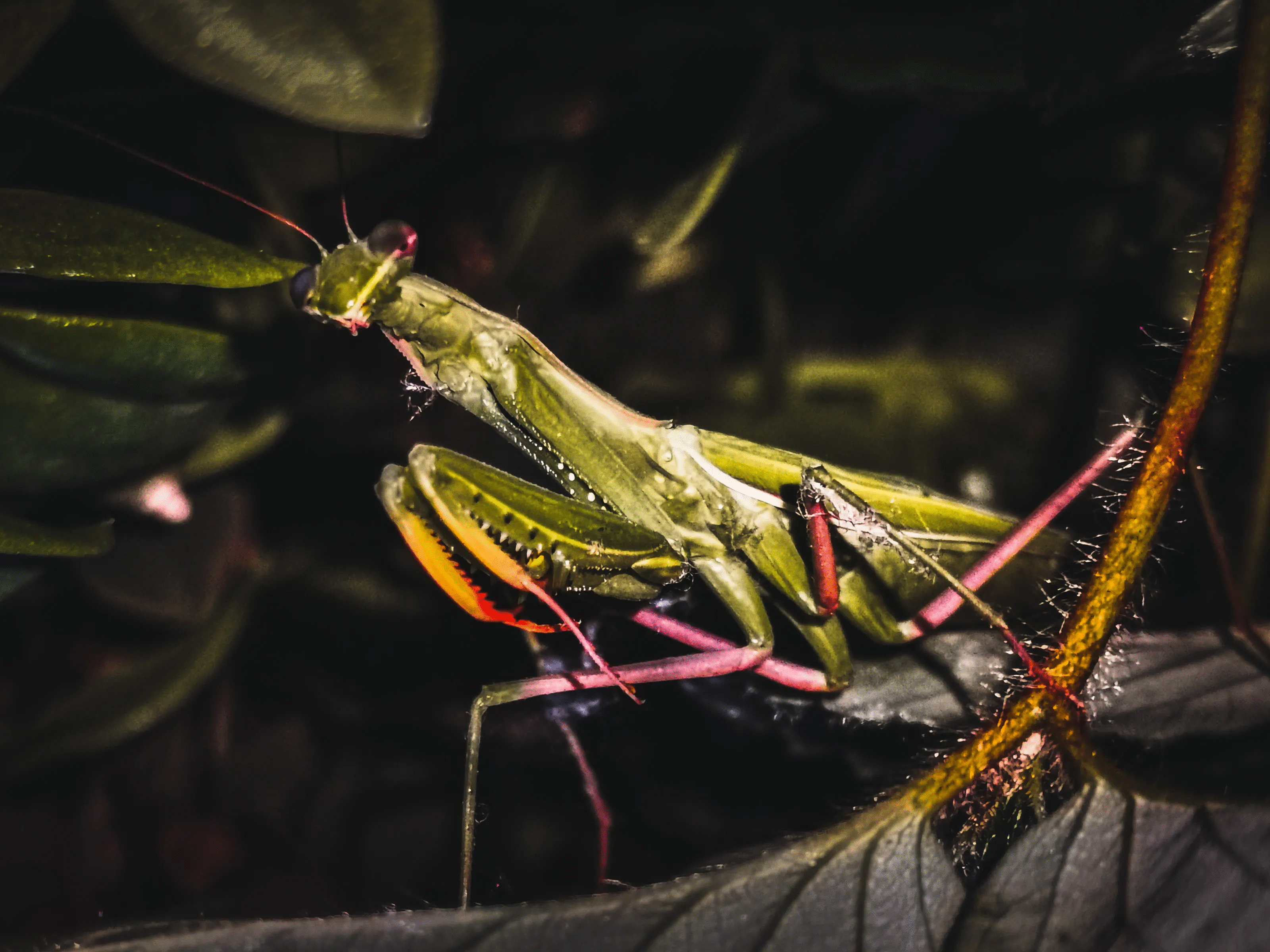 Close-up of a praying mantis blending with leaves in a nature photo from top animal photos voted best by the crowd.