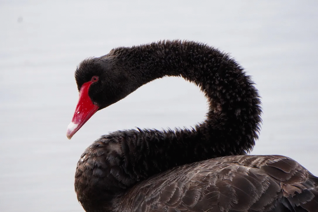 Black swan with curved neck and red beak in close-up animal photo voted best by the crowd.