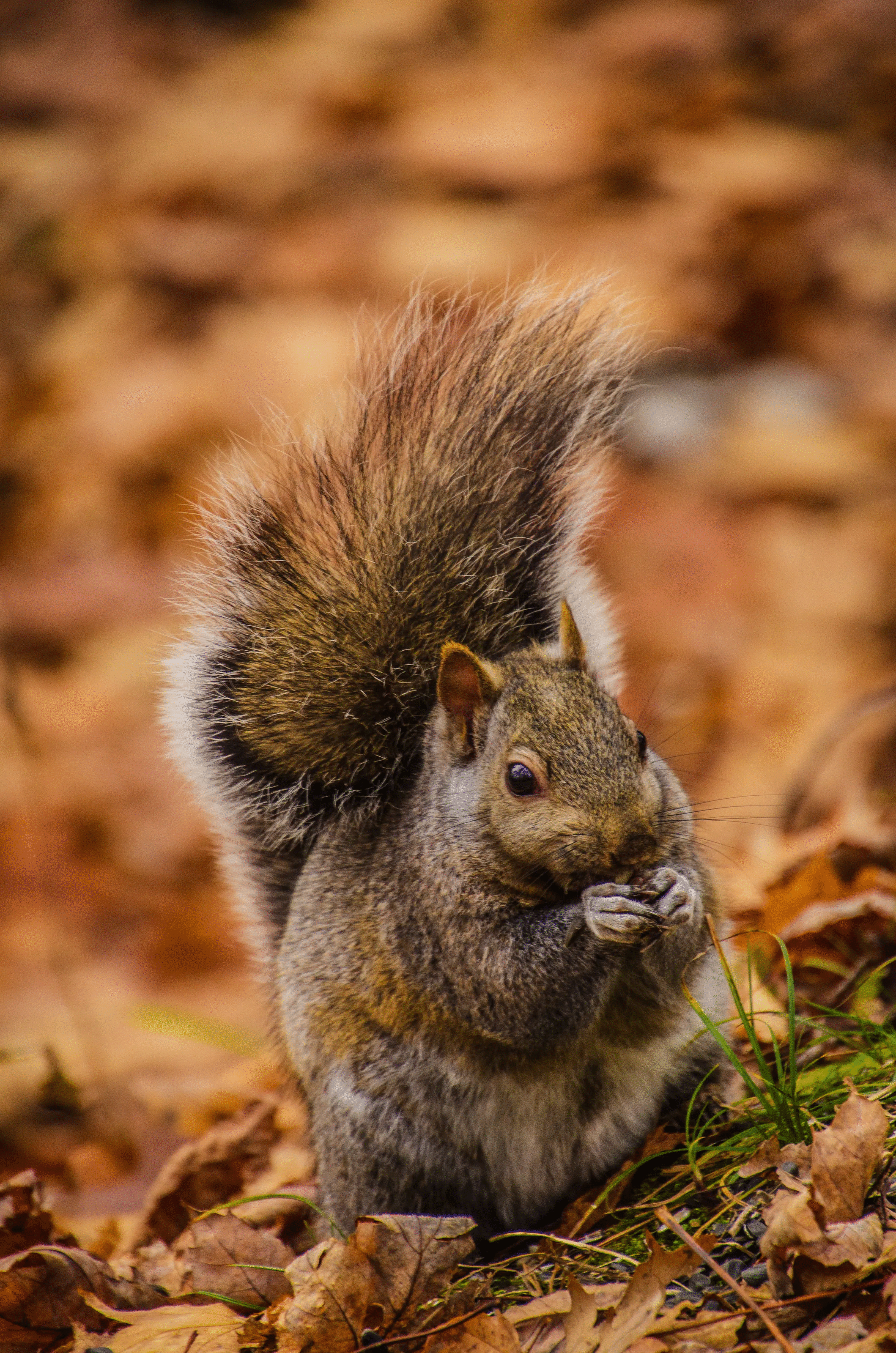 Close-up of a squirrel eating among autumn leaves, one of the best animal photos voted by the crowd.