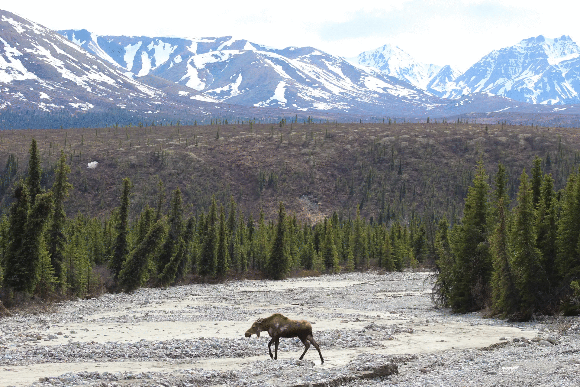 Moose walking through rocky riverbed in forest with snow-capped mountains, showcasing powerful animal photo in nature.