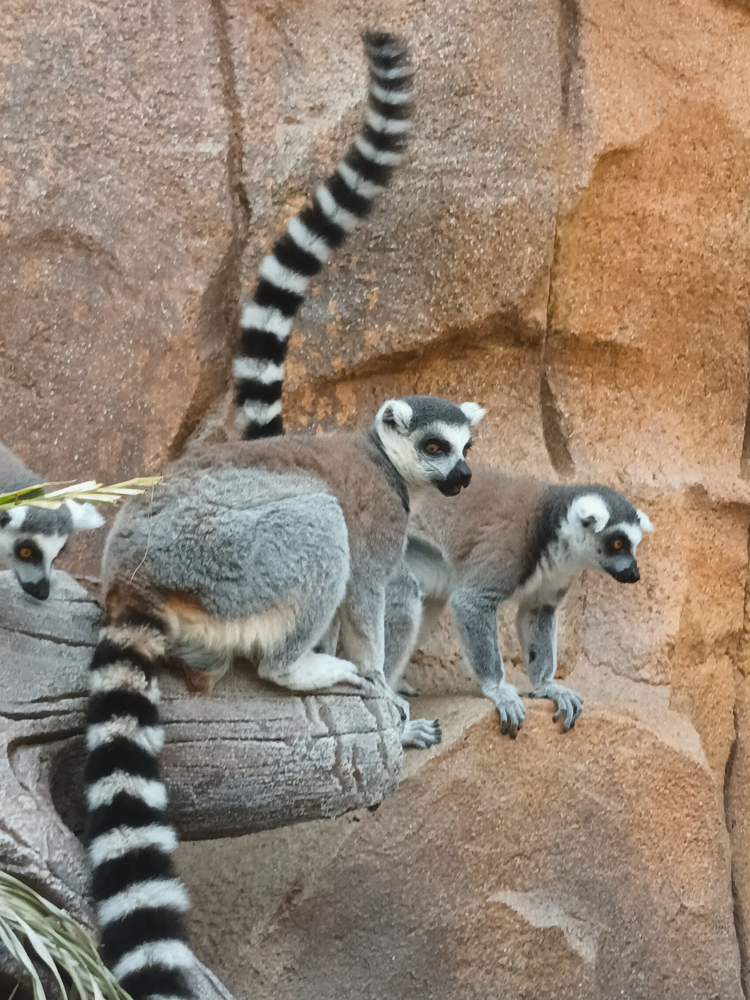 Ring-tailed lemurs perched on a rock ledge with striped tails, featured in top animal photos voted best by the crowd.
